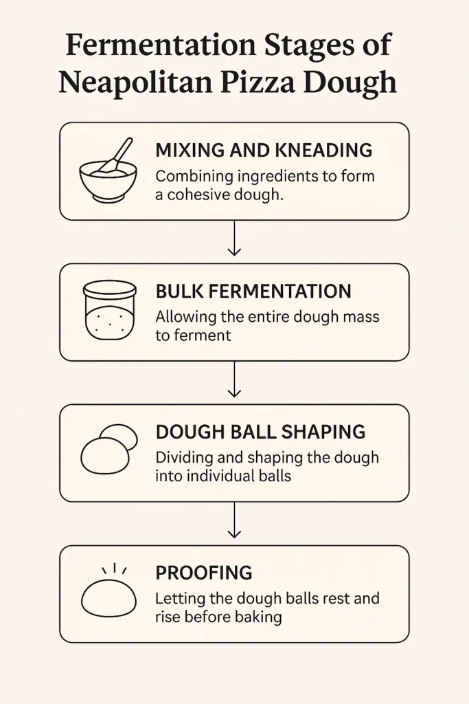 Fermentation Stages of Neapolitan Pizza Dough